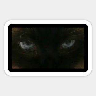 Siamese Cat Eyes Sticker